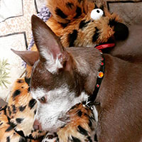 Pet Sockmonster | Interactive Pet Toy for Small Dogs & Cats